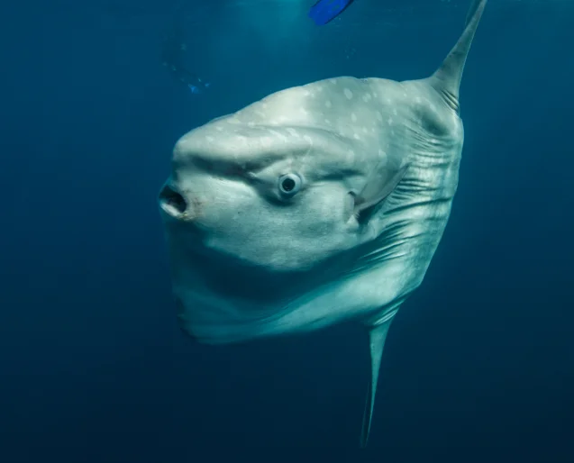 Underwater World Of Komodo